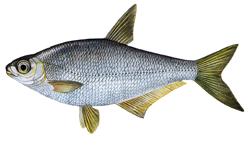 Která naše ryba nemá vůbec vyvinuté šupiny?